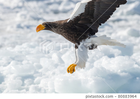 知床冬天 知床冬天 80883964