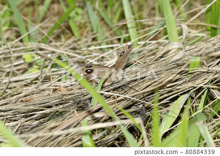 Janome蝴蝶 Janome蝴蝶 80884339