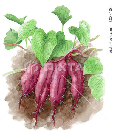 模擬水彩紅薯挖掘收穫 80884863