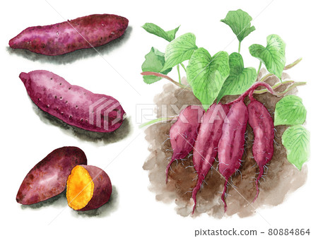 Analog watercolor potato digging sweet potato roasted sweet potato Fukashi potato 80884864