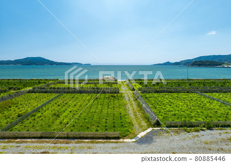 Rikuzentakata scenery in summer: Sea and seawall Rikuzentakata scenery in summer: Sea and seawall 80885446