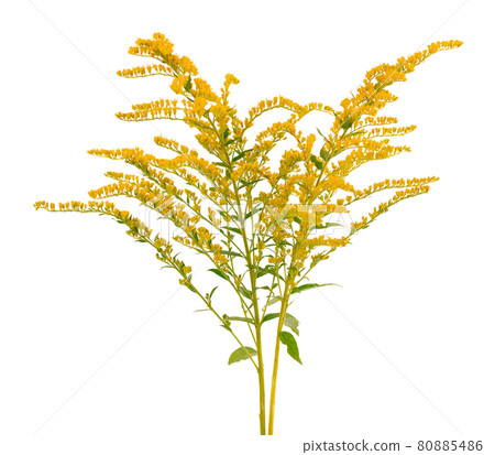 Golden Solidago virgaurea flowers isolated on white background. Ragweed bushes or Ambrosia artemisiifolia. Medicinal herbal plant. Golden Solidago virgaurea flowers isolated on white background. Ragweed bushes or Ambrosia artemisiifolia. Medicinal herbal plant. 80885486