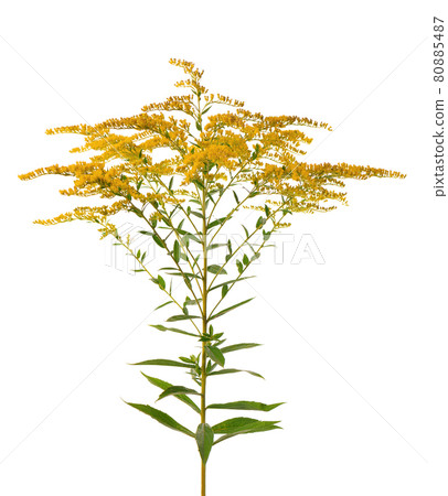 Golden Solidago virgaurea flowers isolated on white background. Ragweed bushes or Ambrosia artemisiifolia. Medicinal herbal plant. Golden Solidago virgaurea flowers isolated on white background. Ragweed bushes or Ambrosia artemisiifolia. Medicinal herbal plant. 80885487