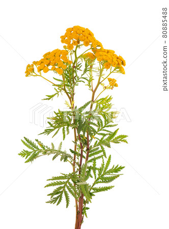Tansy or Tanacetum vulgare flowers, isolated on white background. Medicinal herbal plant. 80885488