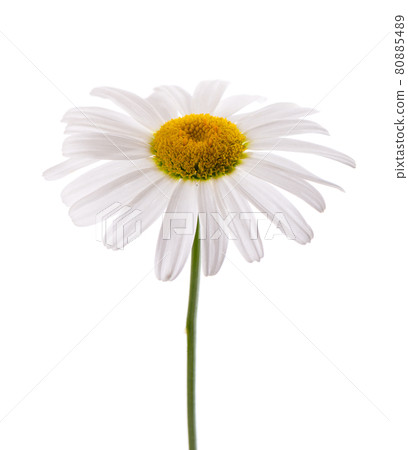 Chamomile flower isolated on white background. Medicinal herbal plant. Chamomile flower isolated on white background. Medicinal herbal plant. 80885489