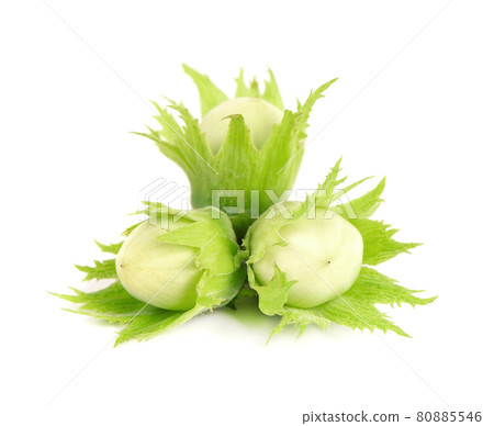 Green hazelnut nuts isolated on white background. Fresh green hazel nuts. Green hazelnut nuts isolated on white background. Fresh green hazel nuts. 80885546