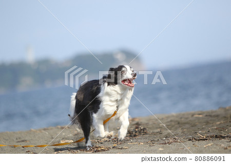 在海岸的沙灘上快樂奔跑的黑白邊境牧羊犬 在海岸的沙灘上快樂奔跑的黑白邊境牧羊犬 80886091