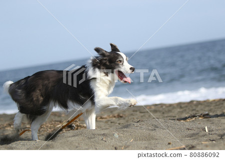 A black and white border collie that runs happily on the sandy beach of the coast A black and white border collie that runs happily on the sandy beach of the coast 80886092