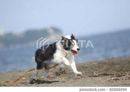 A black and white border collie that runs happily on the sandy beach of the coast A black and white border collie that runs happily on the sandy beach of the coast 80886094