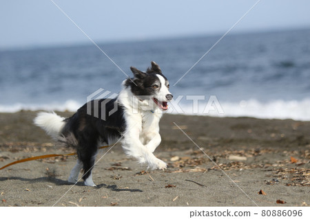 在海岸的沙灘上快樂奔跑的黑白邊境牧羊犬 80886096