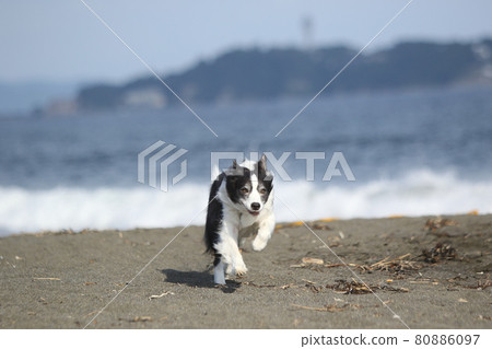 在海岸的沙灘上快樂奔跑的黑白邊境牧羊犬 在海岸的沙灘上快樂奔跑的黑白邊境牧羊犬 80886097