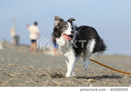 A black and white border collie that runs happily on the sandy beach of the coast A black and white border collie that runs happily on the sandy beach of the coast 80886098