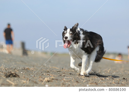 在海岸的沙灘上快樂奔跑的黑白邊境牧羊犬 在海岸的沙灘上快樂奔跑的黑白邊境牧羊犬 80886100