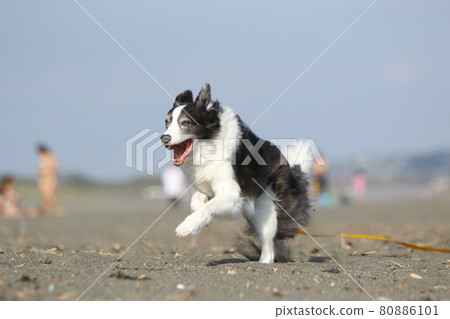 A black and white border collie that runs happily on the sandy beach of the coast A black and white border collie that runs happily on the sandy beach of the coast 80886101