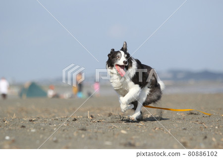 在海岸的沙灘上快樂奔跑的黑白邊境牧羊犬 在海岸的沙灘上快樂奔跑的黑白邊境牧羊犬 80886102