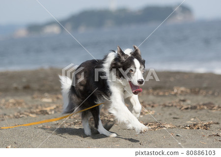 在海岸的沙灘上快樂奔跑的黑白邊境牧羊犬 在海岸的沙灘上快樂奔跑的黑白邊境牧羊犬 80886103