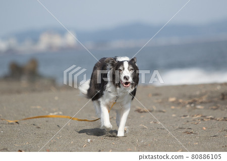 A black and white border collie that runs happily on the sandy beach of the coast A black and white border collie that runs happily on the sandy beach of the coast 80886105