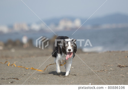 A black and white border collie that runs happily on the sandy beach of the coast A black and white border collie that runs happily on the sandy beach of the coast 80886106