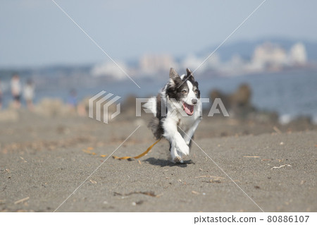 A black and white border collie that runs happily on the sandy beach of the coast A black and white border collie that runs happily on the sandy beach of the coast 80886107