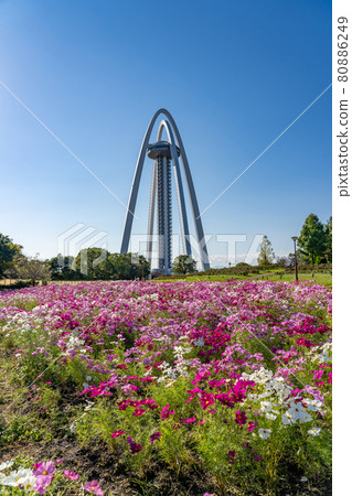 Observation Tower Twin Arch 138 and Pink Cosmos in Kiso Sansen National Government Park, Ichinomiya City, Aichi Prefecture 80886249