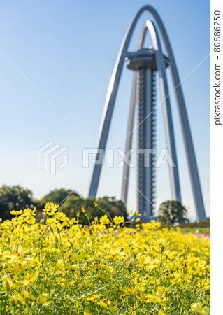 Observation Tower Twin Arch 138 and Yellow Cosmos in Kiso Sansen National Government Park, Ichinomiya City, Aichi Prefecture 80886250