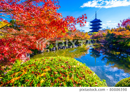 Five-storied pagoda of Toji Temple and colored leaves 80886398