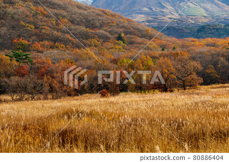 秋天的九重山/忠原濕地 80886404