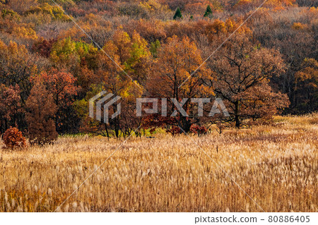 秋天的九重山/忠原濕地 秋天的九重山/忠原濕地 80886405