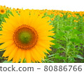 Sunflowers in Hokuryu Town, Hokkaido 80886766