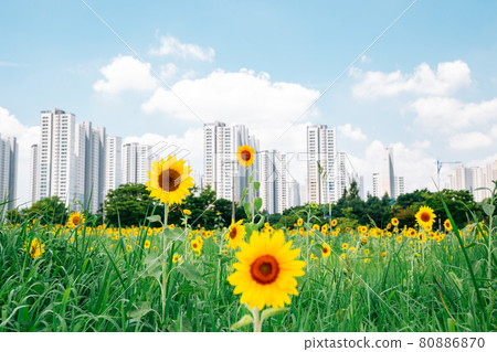 Modern apartment buildings and yellow sunflower field in Ansan, Korea Modern apartment buildings and yellow sunflower field in Ansan, Korea 80886870