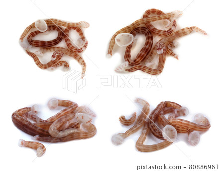 Leech isolated on white. This leech drinks fish blood Leech isolated on white. This leech drinks fish blood 80886961