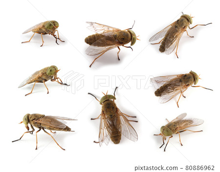 Horsefly isolated on white (Atylotus rusticus) Horsefly isolated on white (Atylotus rusticus) 80886962
