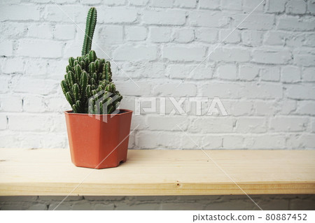 Cactus in flower pot on wooden shelves and white brick wall background Cactus in flower pot on wooden shelves and white brick wall background 80887452