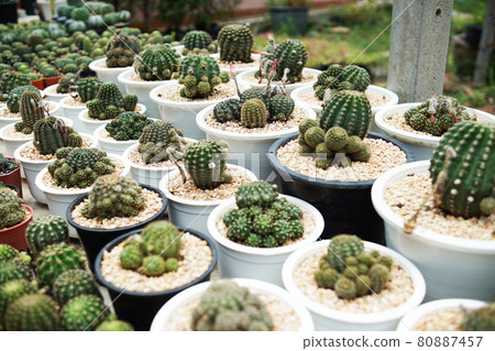 Many cactus pots in garden house and space for copy 80887457
