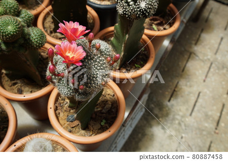 Pink flower of cactus blooming in garden house and space for copy 80887458