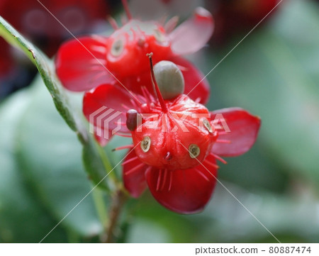 米老鼠樹花果，你長得像米奇嗎？ 80887474