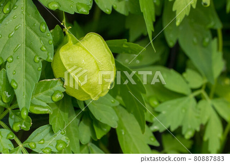Green curtain with balloon vine Green curtain with balloon vine 80887883