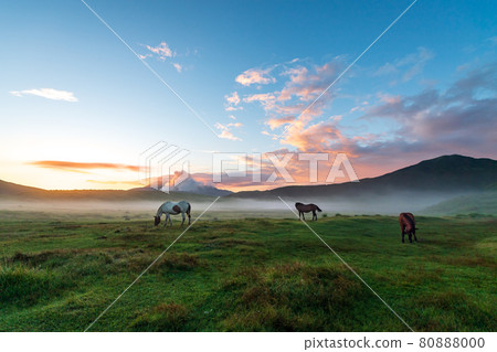 Scenery of dawn with horses and cows grazing in the sea of clouds in Aso in the early summer Scenery of dawn with horses and cows grazing in the sea of clouds in Aso in the early summer 80888000