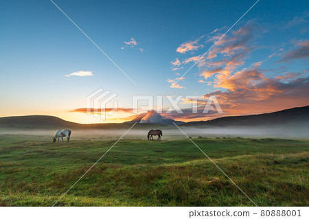 Scenery of dawn with horses and cows grazing in the sea of clouds in Aso in the early summer Scenery of dawn with horses and cows grazing in the sea of clouds in Aso in the early summer 80888001