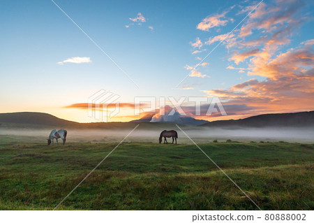 Scenery of dawn with horses and cows grazing in the sea of clouds in Aso in the early summer 80888002