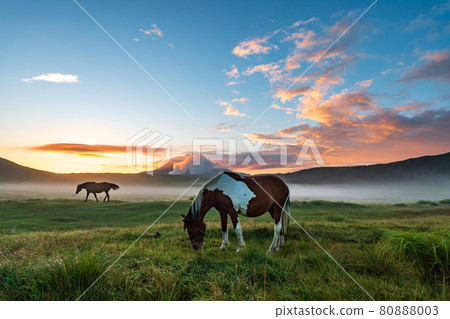 Scenery of dawn with horses and cows grazing in the sea of clouds in Aso in the early summer 80888003