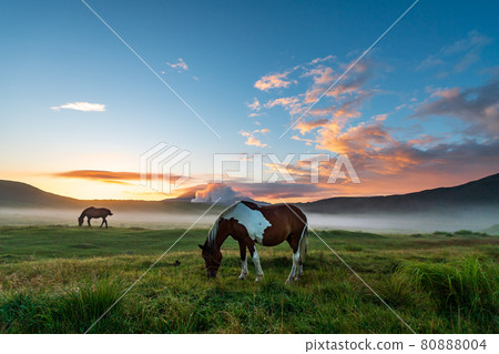 Scenery of dawn with horses and cows grazing in the sea of clouds in Aso in the early summer Scenery of dawn with horses and cows grazing in the sea of clouds in Aso in the early summer 80888004