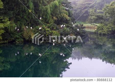 Scenery of dawn with horses and cows grazing in the sea of clouds in Aso in the early summer Scenery of dawn with horses and cows grazing in the sea of clouds in Aso in the early summer 80888112