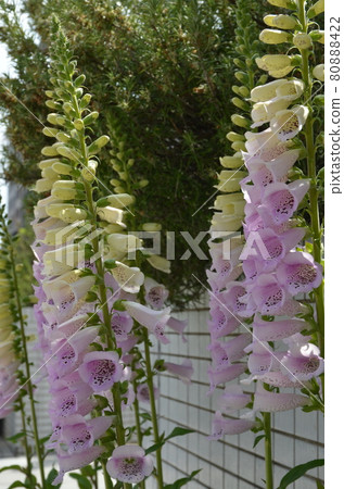 Digitalis 80888422