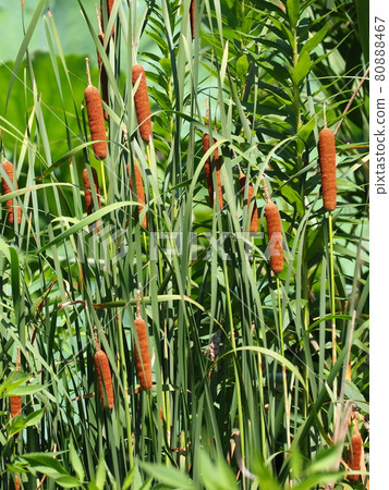 Cattail ears by the pond 80888467
