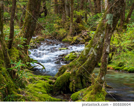 秋天的上高地 / 岳澤沼澤 80888604