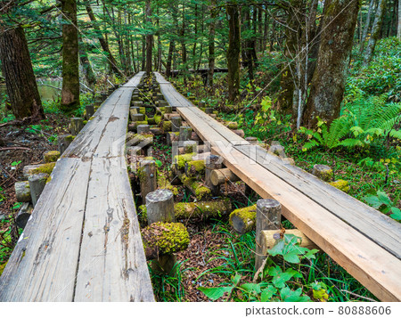 Autumn Kamikochi / wooden path Autumn Kamikochi / wooden path 80888606