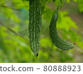 Bitter gourd 80888923