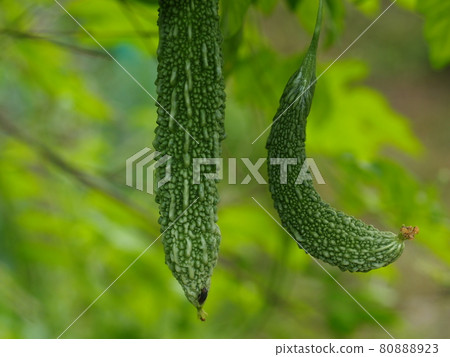 Bitter gourd 80888923