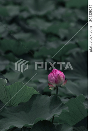 荷花 80889085